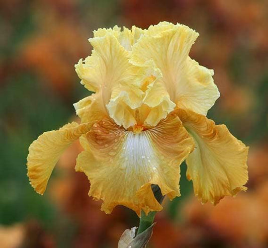 Iris Bearded Honeycomb Fragrant Reblooming Germanica Iris #1 Size Rhizome