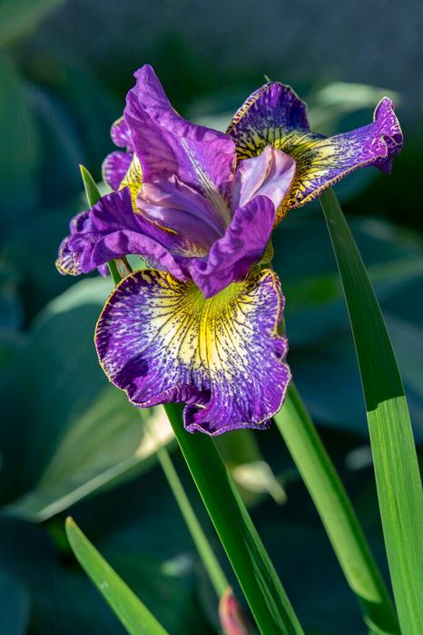 Iris Siberian How Audacious One Size #1 Division