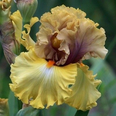 Iris Bearded Idle Rich Germanica Iris #1 Size Rhizome