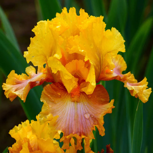 Iris Bearded Nice Job Fragrant Germanica Iris #1 Size Rhizome