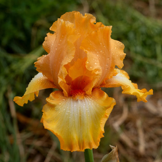 Iris Bearded Orange Harvest Fragrant Reblooming Germanica Iris #1 Size Rhizome