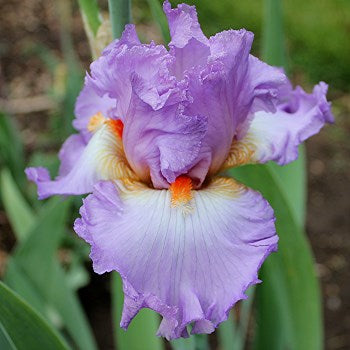 Iris Bearded Oui Madame Germanica Iris Size #1 Rhizome