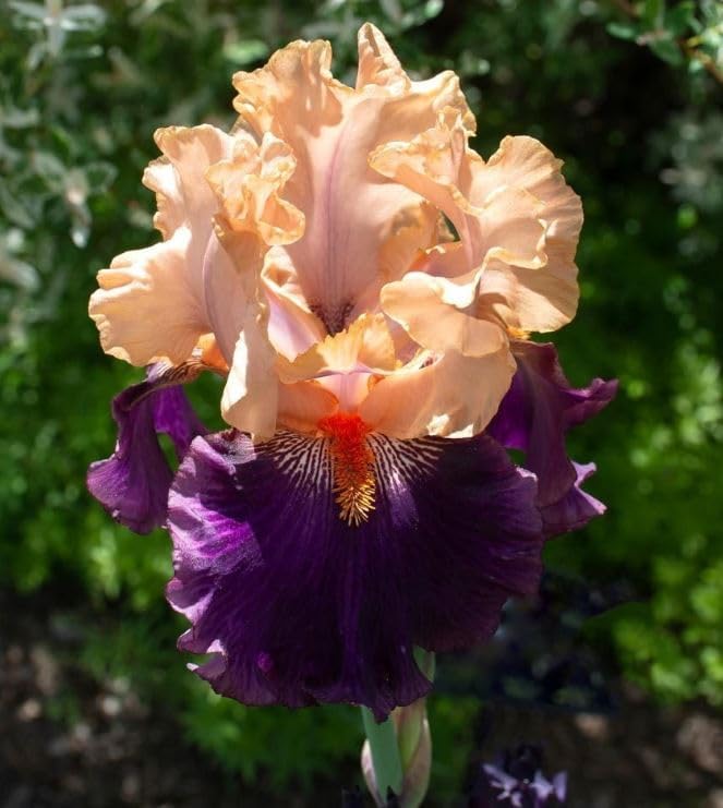 Iris Bearded Petalpalooza Fragrant Reblooming Germanica Iris Size #1 Rhizome