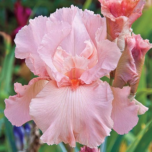 Iris Bearded Pink Attraction Fragrant Reblooming Germanica Iris Size #1 Rhizome