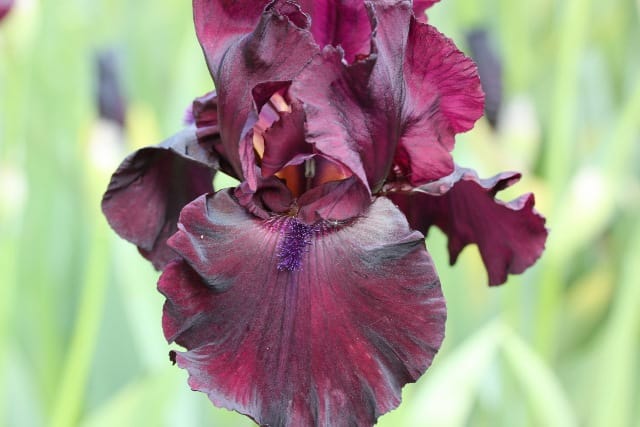 Iris Bearded Rio Rojo Fragrant Reblooming Germanica Iris #1 Size Rhizome