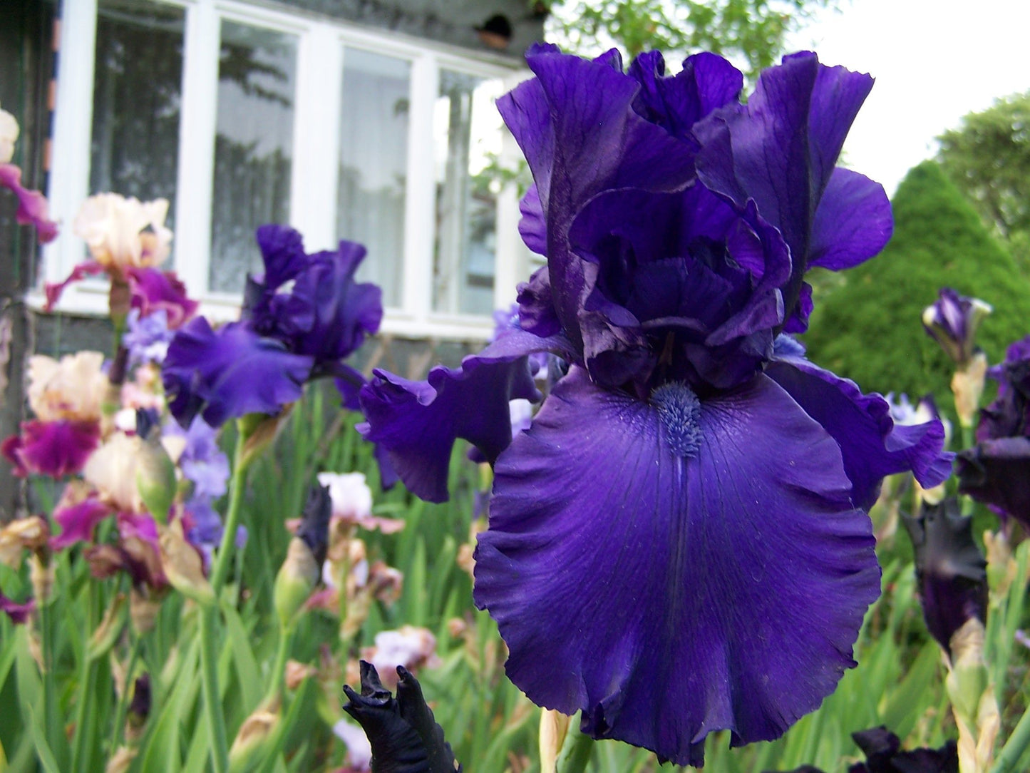 Iris Bearded Rosalie Figge Fragrant Reblooming Germanica Iris #1 Size Rhizome