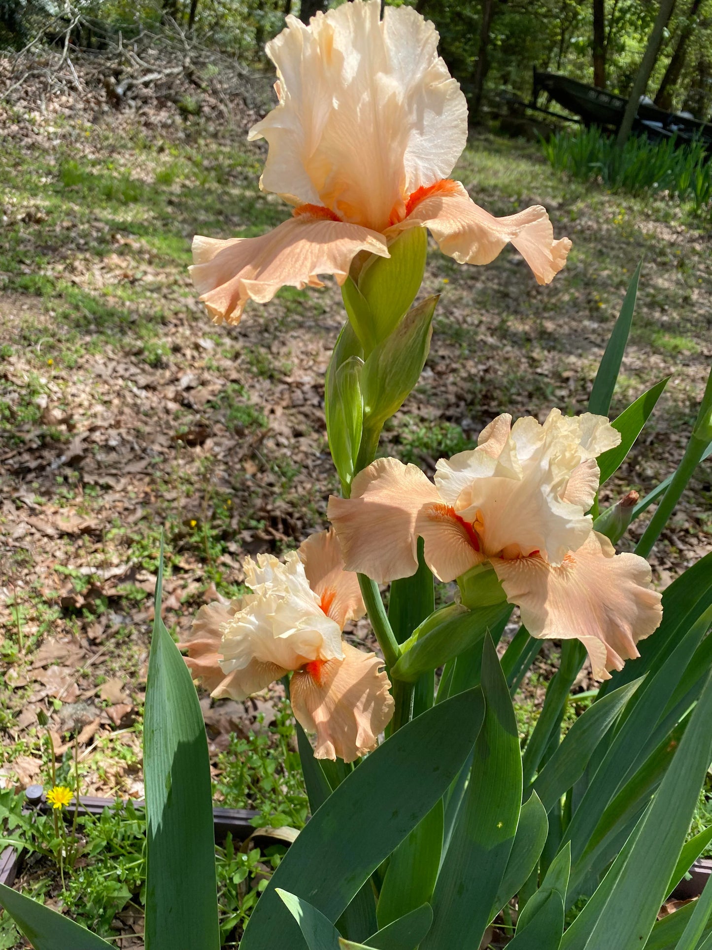 Iris Bearded Struck Twice Fragrant Reblooming Germanica Iris Size #1 Rhizome