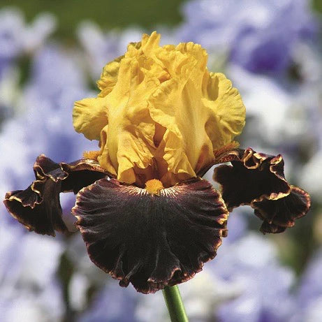 Iris Bearded Sun Devil Fragrant Reblooming Germanica Iris #1 Size Rhizome