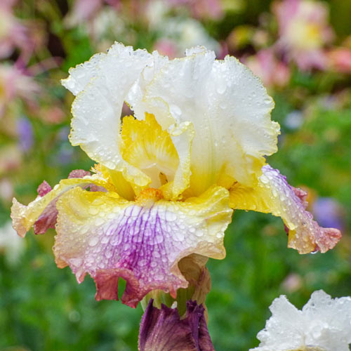 Iris Bearded Sunrise Splendor Reblooming Germanica Iris Size #1 Rhizome