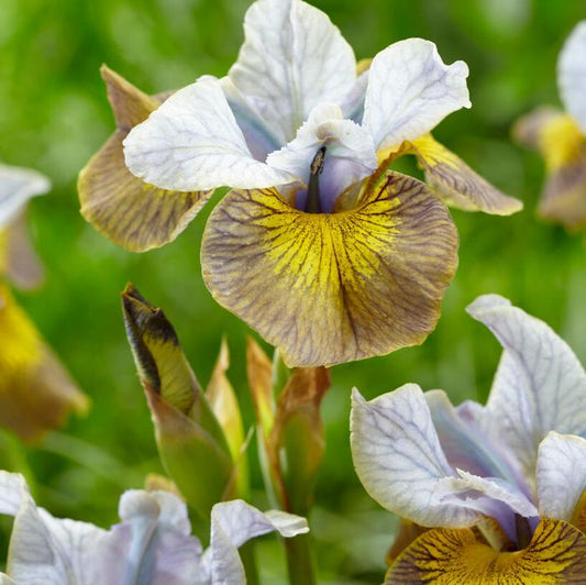 Iris Siberian Peacock Butterfly Uncorked One Size #1 Division