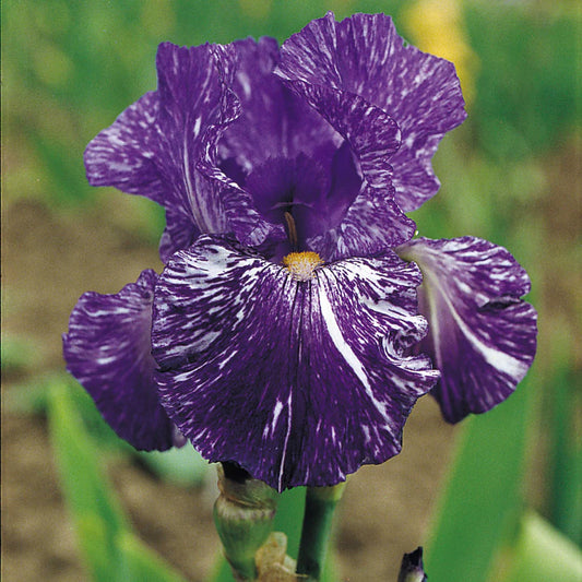 Iris Bearded Batik Fragrant Reblooming Germanica Iris #1 Size Rhizome