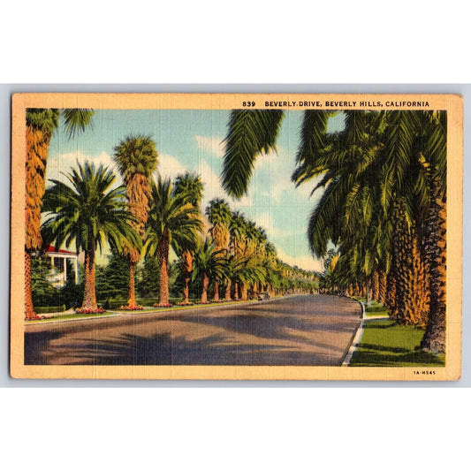Beverly Hills CA California Beverly Drive Palm Trees 1943 Linen Postcard Used