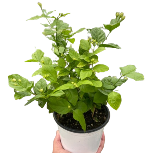 Jasmine Sambac Arabian Jasmine  Cestrum nocturnum 6" Pot Live Plant