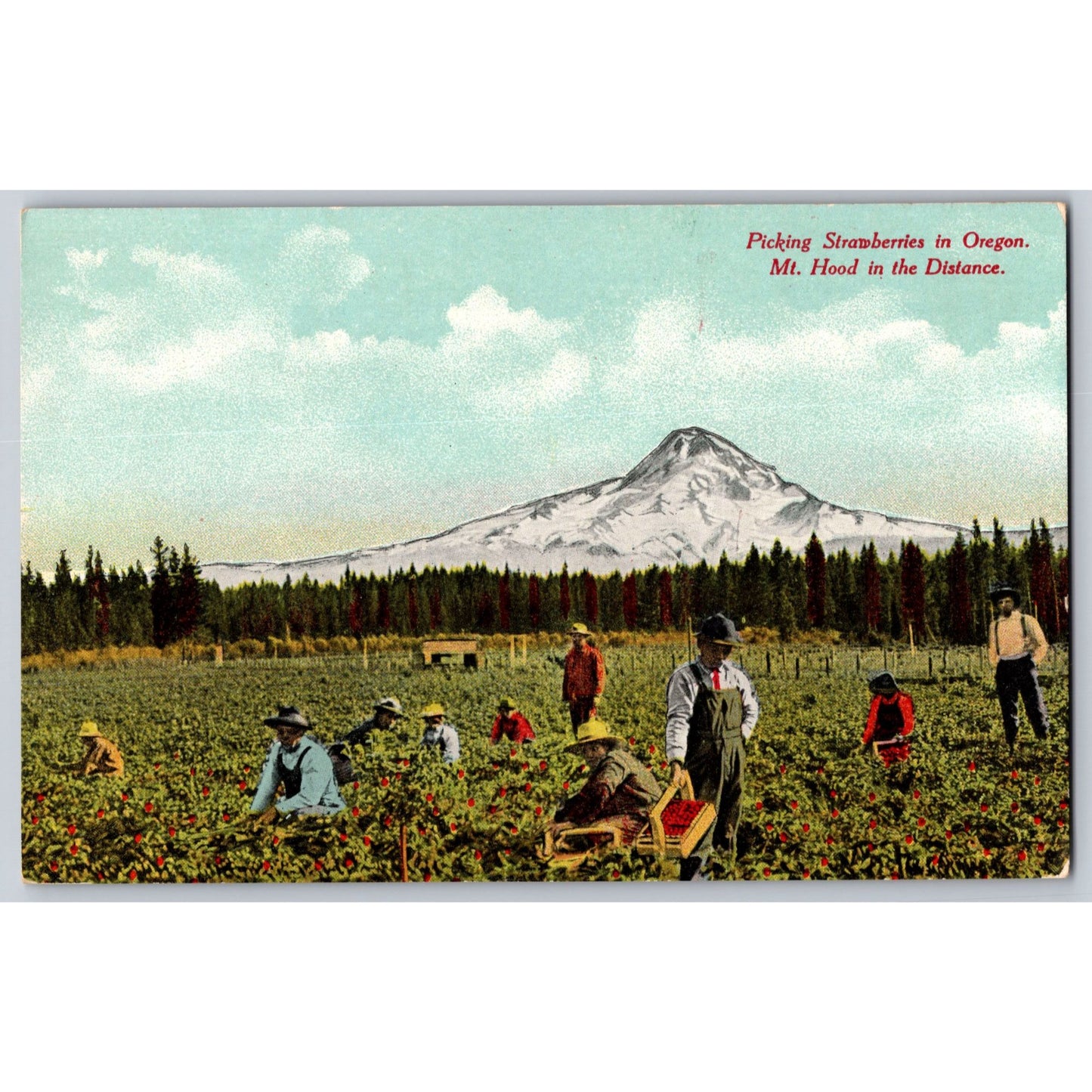 Mt Hood River OR Oregon Picking Strawberries Divided Back Postcard Unused