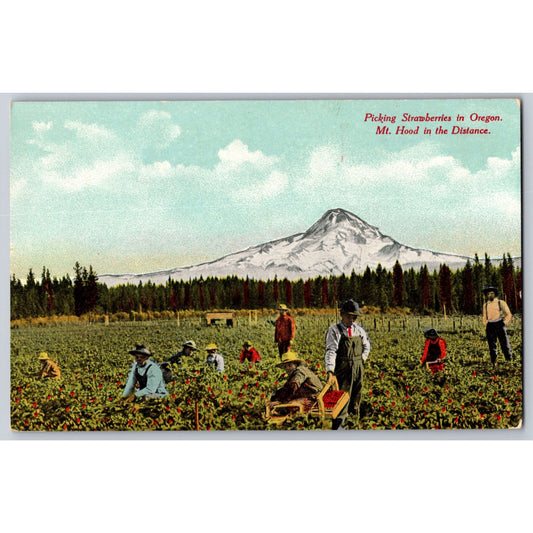 Mt Hood River OR Oregon Picking Strawberries Divided Back Postcard Unused
