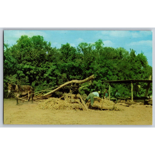 Asheville NC North Carolina Sorghum Molasses Making Chrome Postcard Unused