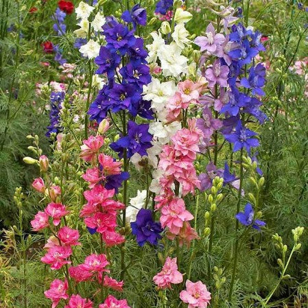 Seeds Larkspur Imperial Rocket Open Pollinated Heirloom 100 Seeds Per Pack