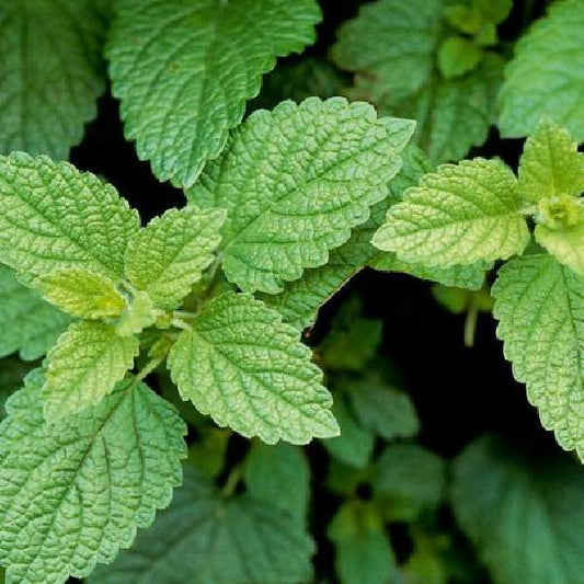 Herb Lemon Balm One Well Rooted Starter Plant