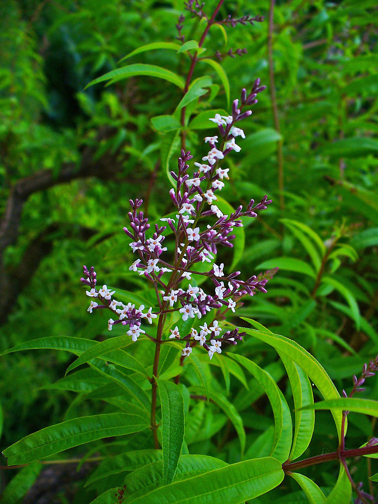 Herb Lemon Verbena One Well Rooted Starter Plant