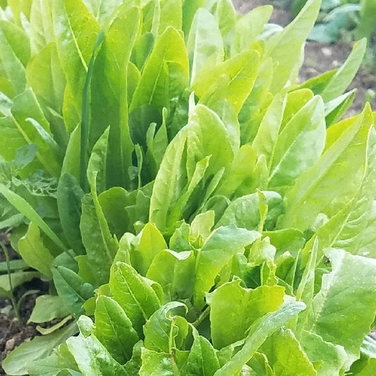 Lettuce Amish Deer Tongue Leaf Lettuce Open Pollinated Heirloom 500 Seeds