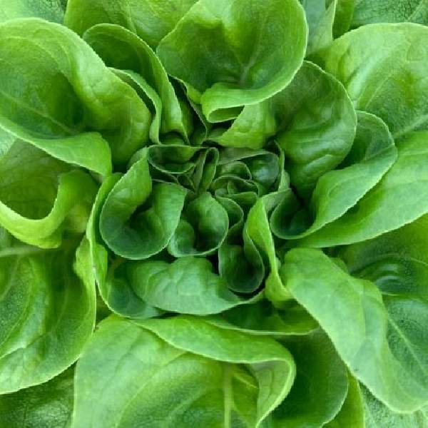 Lettuce Buttercrunch Butterhead One Well Rooted Starter Plant