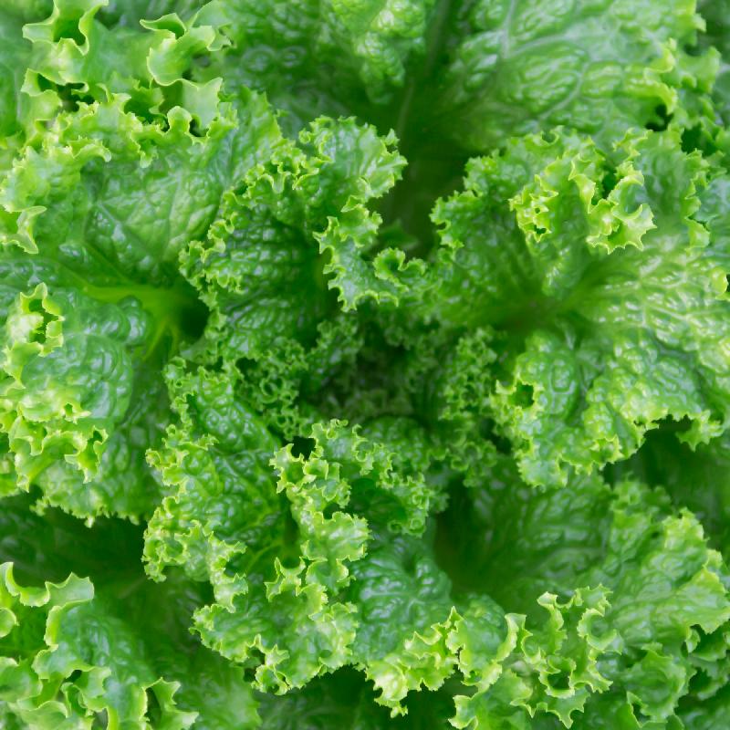 Seeds Lettuce Grand Rapids Leaf Lettuce Open Pollinated Heirloom 500 Seeds Per Pack