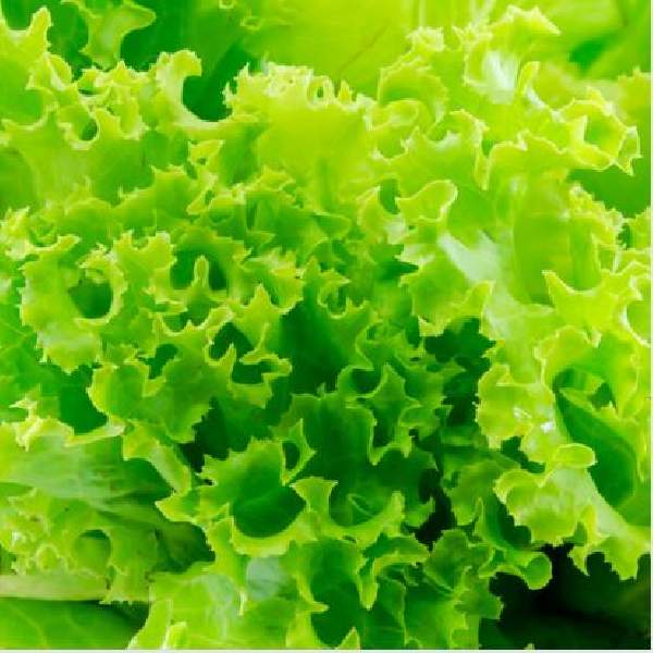 Lettuce Looseleaf Simpson Elite One Well Rooted Starter Plant