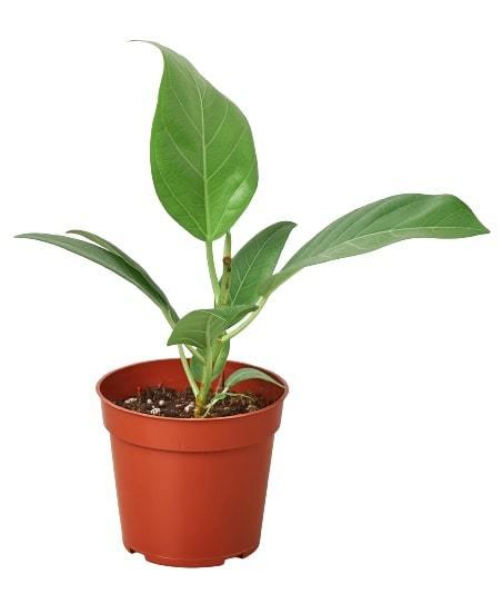 Ficus Elastica Audrey Live Plant Mulitiple Sizes Available