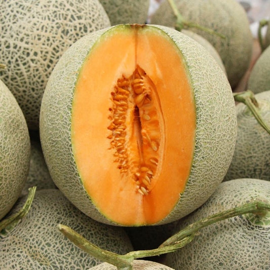 Melon Delicious 51 Melon Cucumis melo Open Pollinated Heirloom 25 Seeds