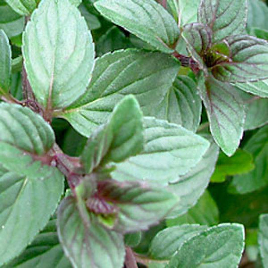 Herb Mint Chocolate One Well Rooted Starter Plant