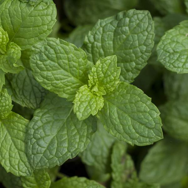 Herb Mint Mojito One Well Rooted Starter Plant