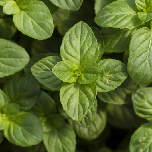 Herb Mint Orange One Well Rooted Starter Plant