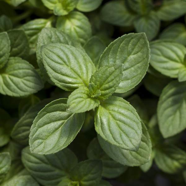 Herb Mint Peppermint One Well Rooted Starter Plant