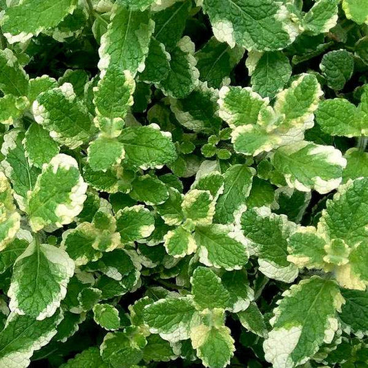 Herb Mint Pineapple One Well Rooted Starter Plant