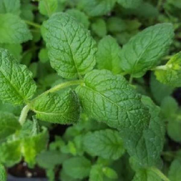 Herb Mint Strawberry One Well Rooted Starter Plant