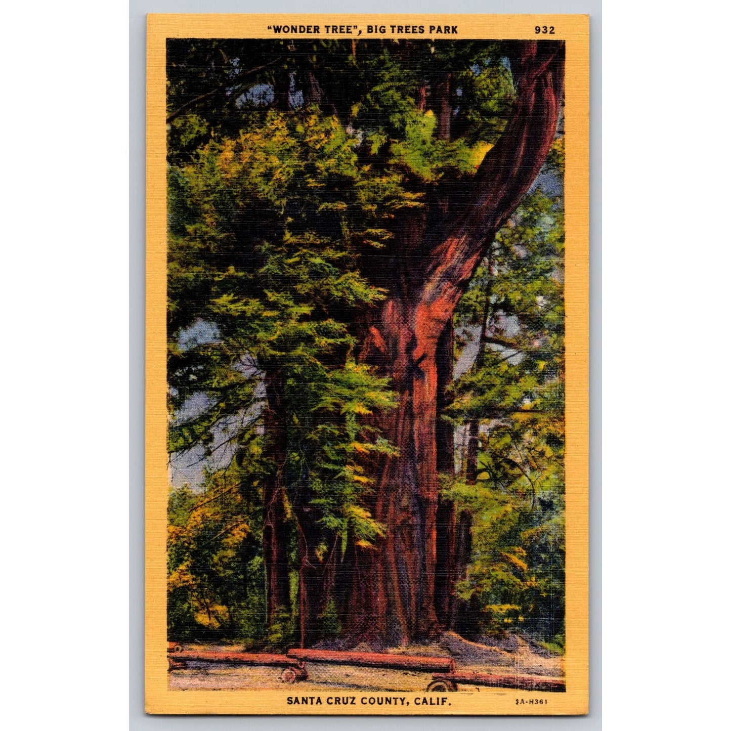 Santa Cruz County CA California Big Trees Park Wonder Tree Linen Postcard Unused