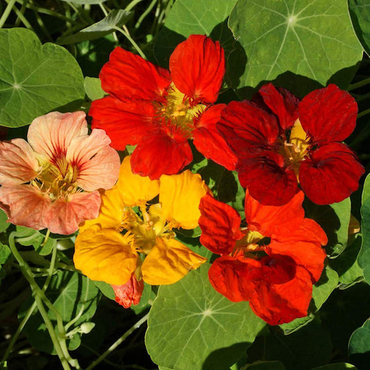 Nasturtium Whirlybird Mix Open Pollinated Heirloom 25 Seeds