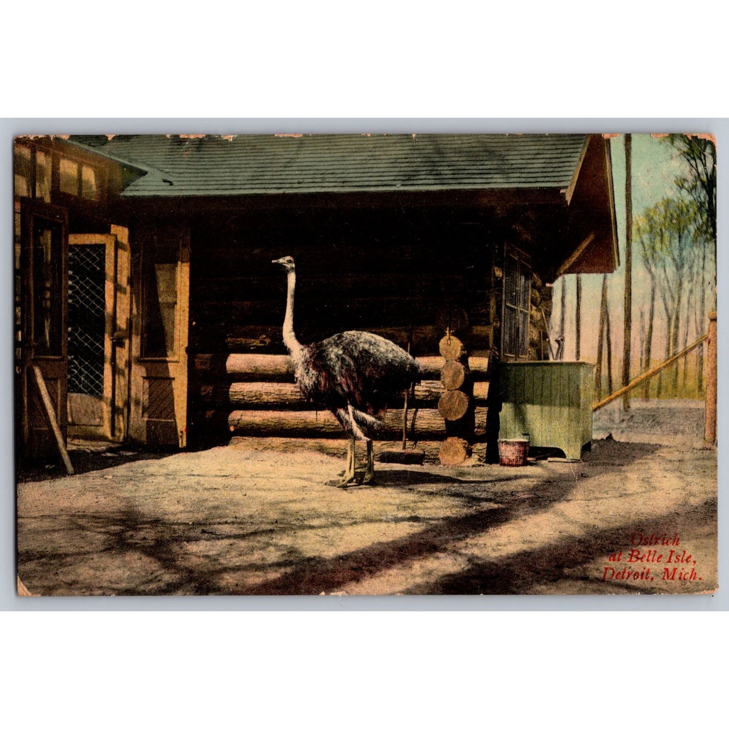 Detroit MI Michigan Ostrich At Belle Isle Postcard 1908 Printed In Belgium