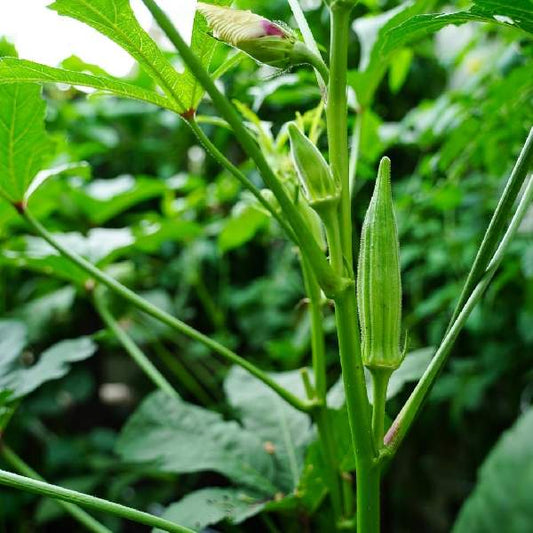 Okra Clemson Spineless One Well Rooted Starter Plant