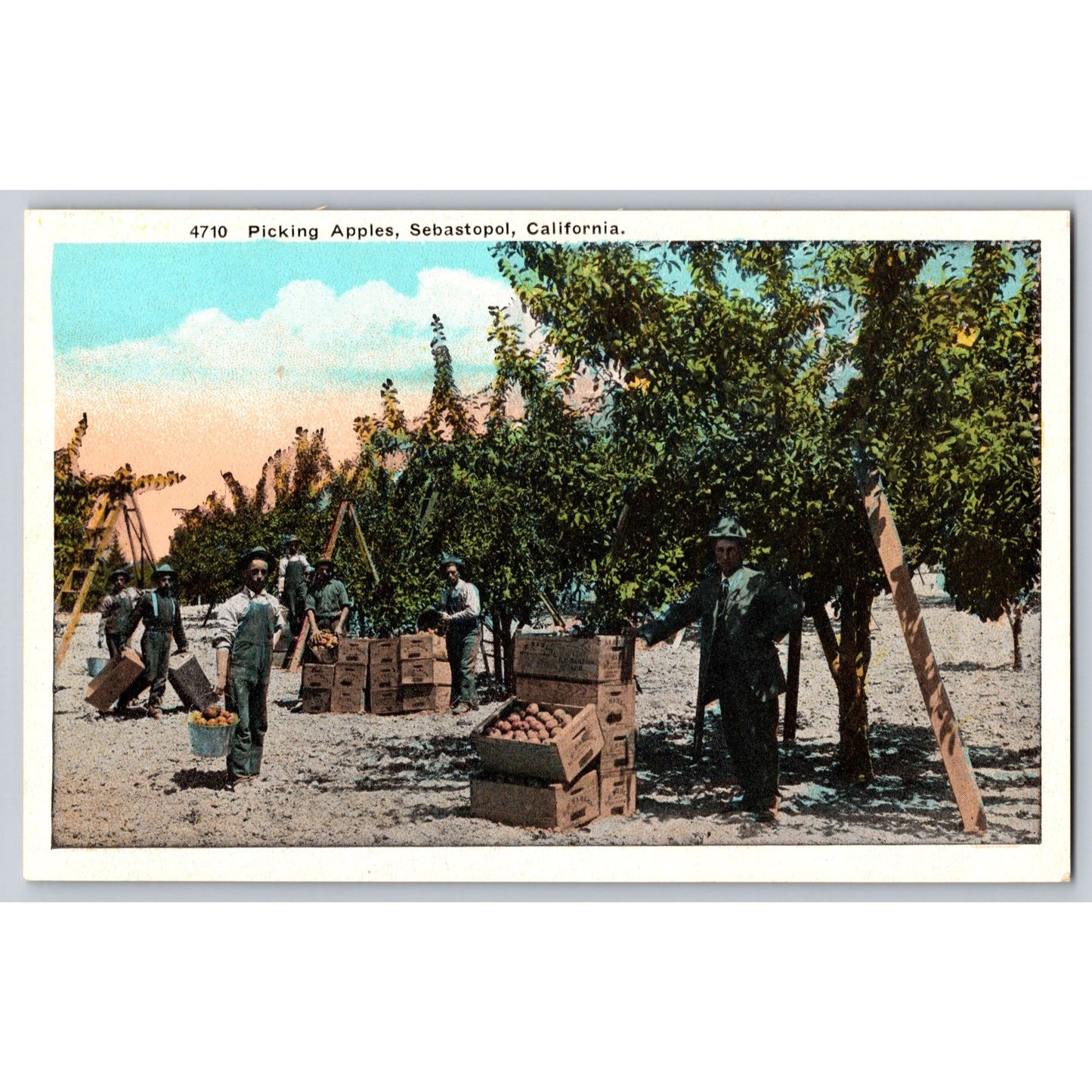 Sebastopol CA California Picking Apples White Border Postcard Pacific Novelty Co
