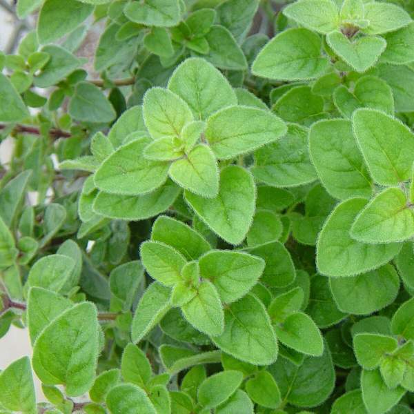 Herb Oregano Greek One Well Rooted Starter Plant