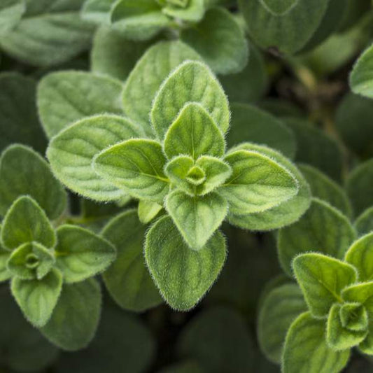 Herb Oregano Hot And Spicy One Well Rooted Starter Plant