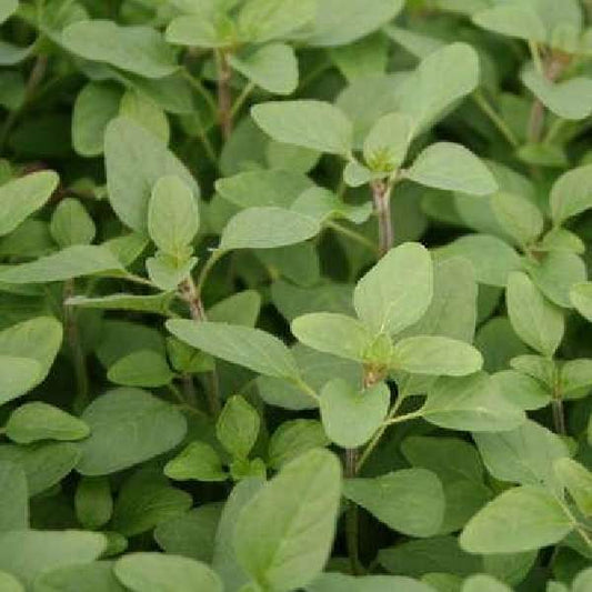 Herb Oregano Italian One Well Rooted Starter Plant