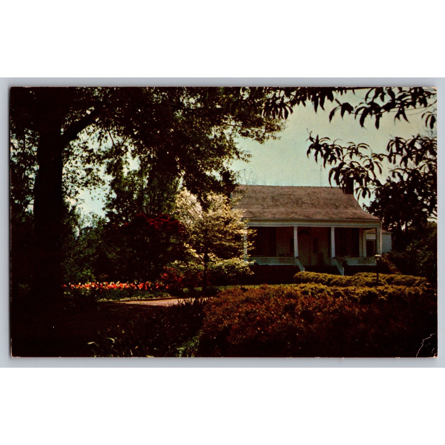 Natchez MS Mississippi Mistletoe Natchez Chrome Postcard Unused Deep South