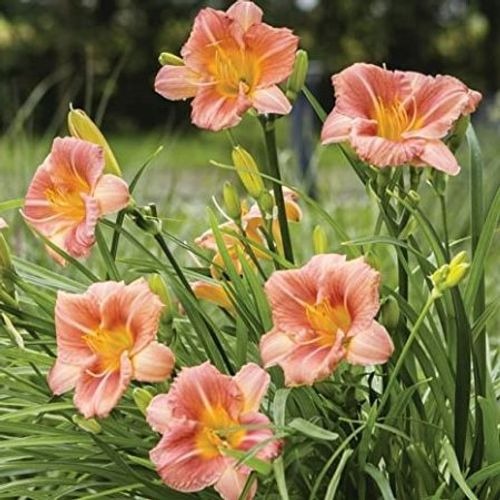 Daylily EveryDaylily Cerise
