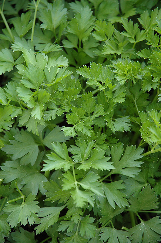 Parsley Flat Plain Single Leaf Open Pollinated Heirloom 100 Seeds