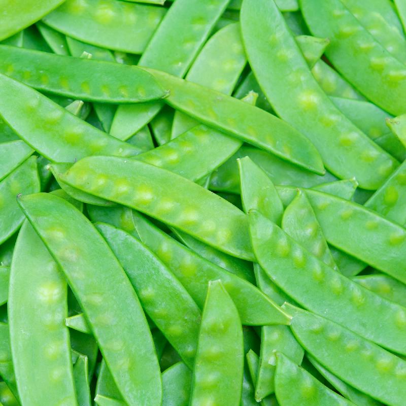 Seeds Mammoth Melting Sugar Pod Peas 110 Seeds per Pack