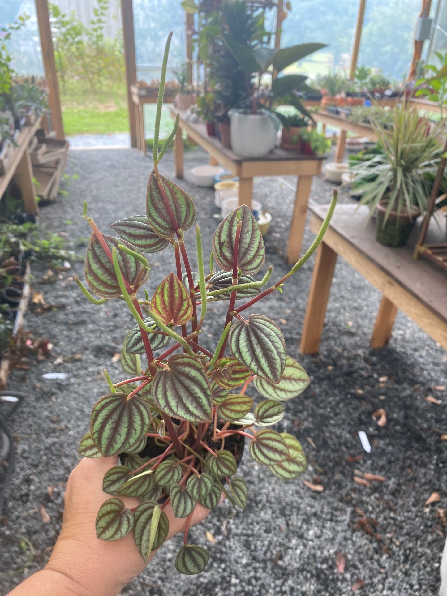 Peperomia Albovittata Piccolo Banda 4" Pot Live Plant