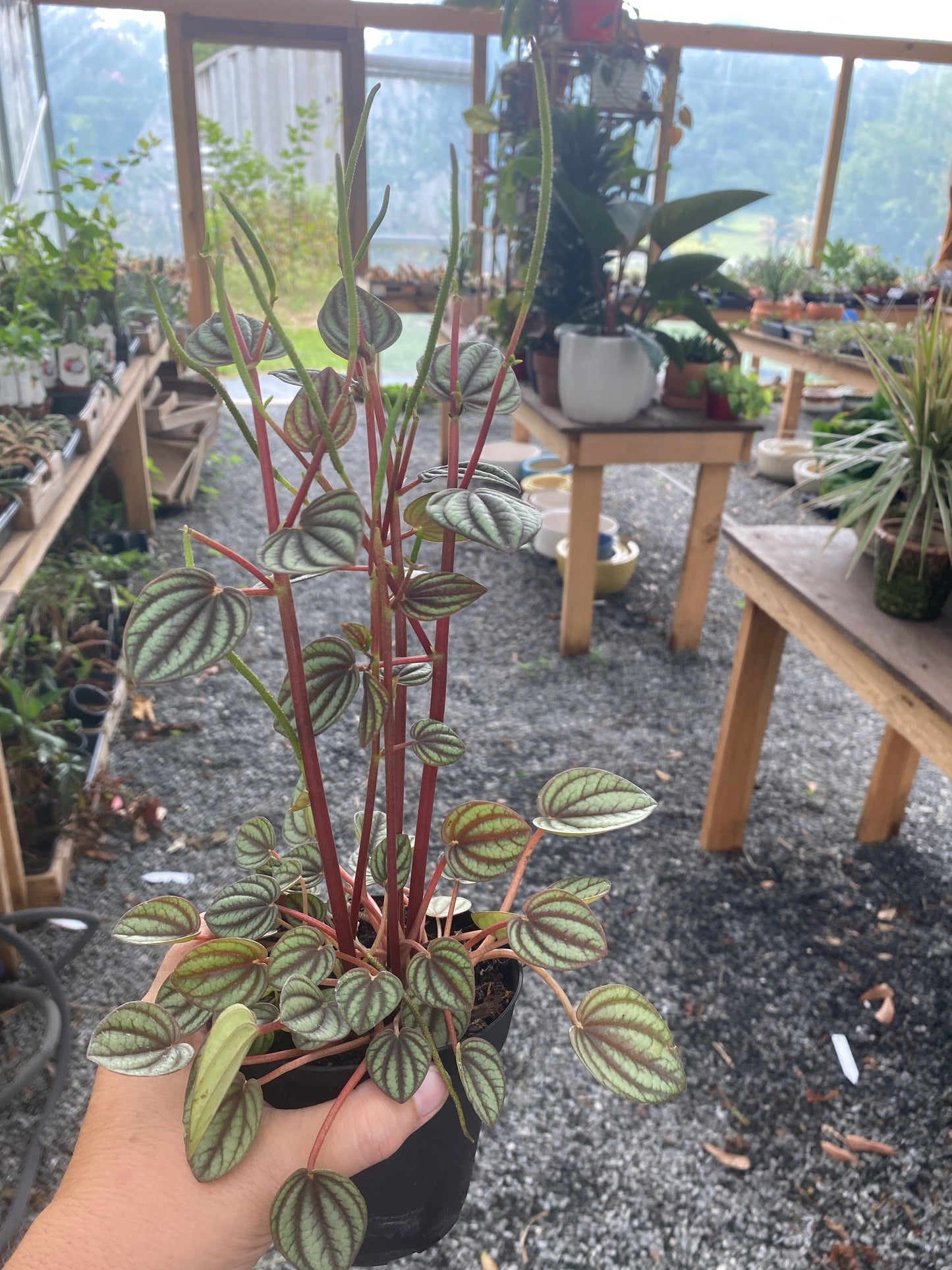 Peperomia Albovittata Piccolo Banda 4" Pot Live Plant