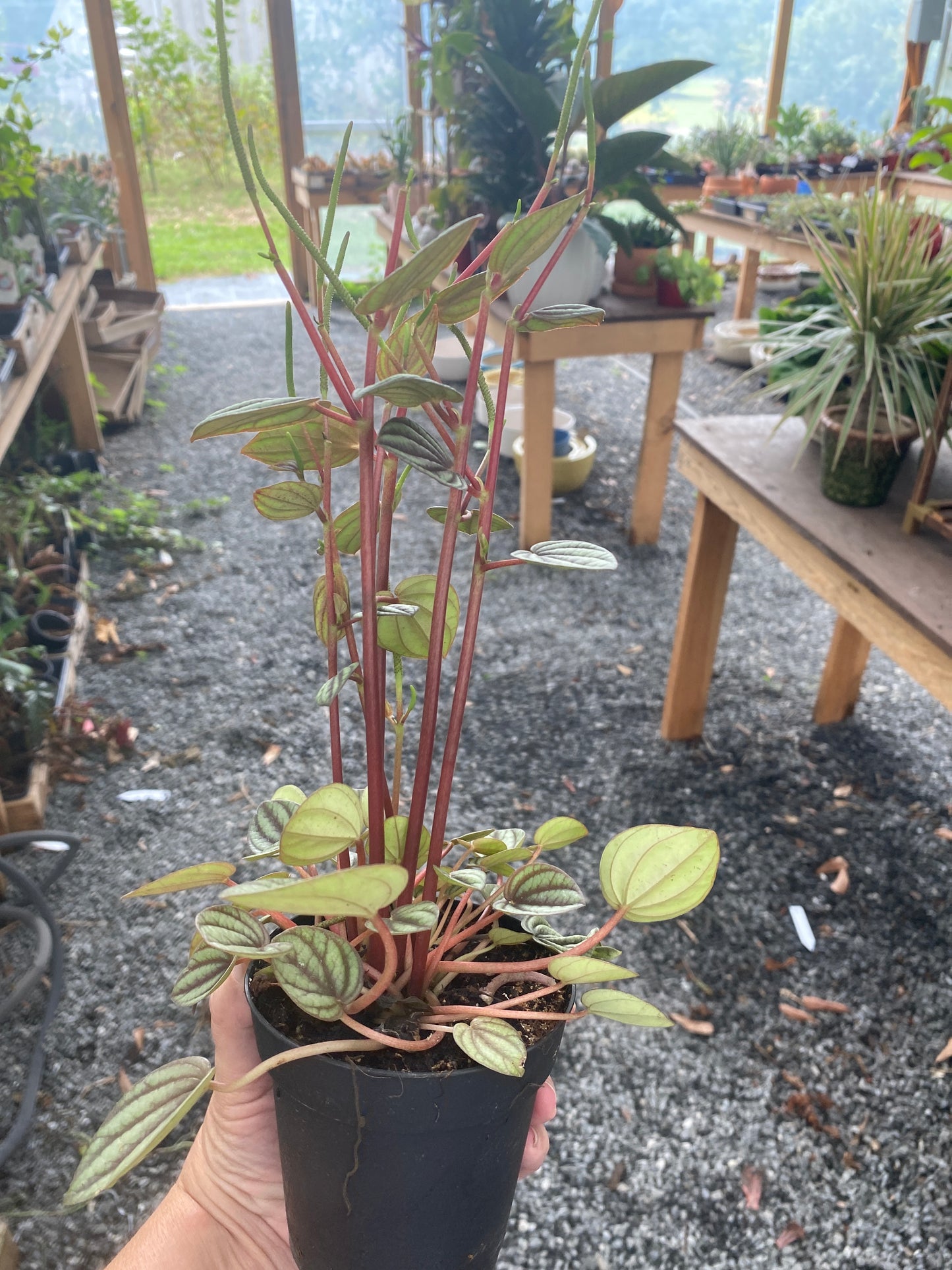 Peperomia Albovittata Piccolo Banda 4" Pot Live Plant